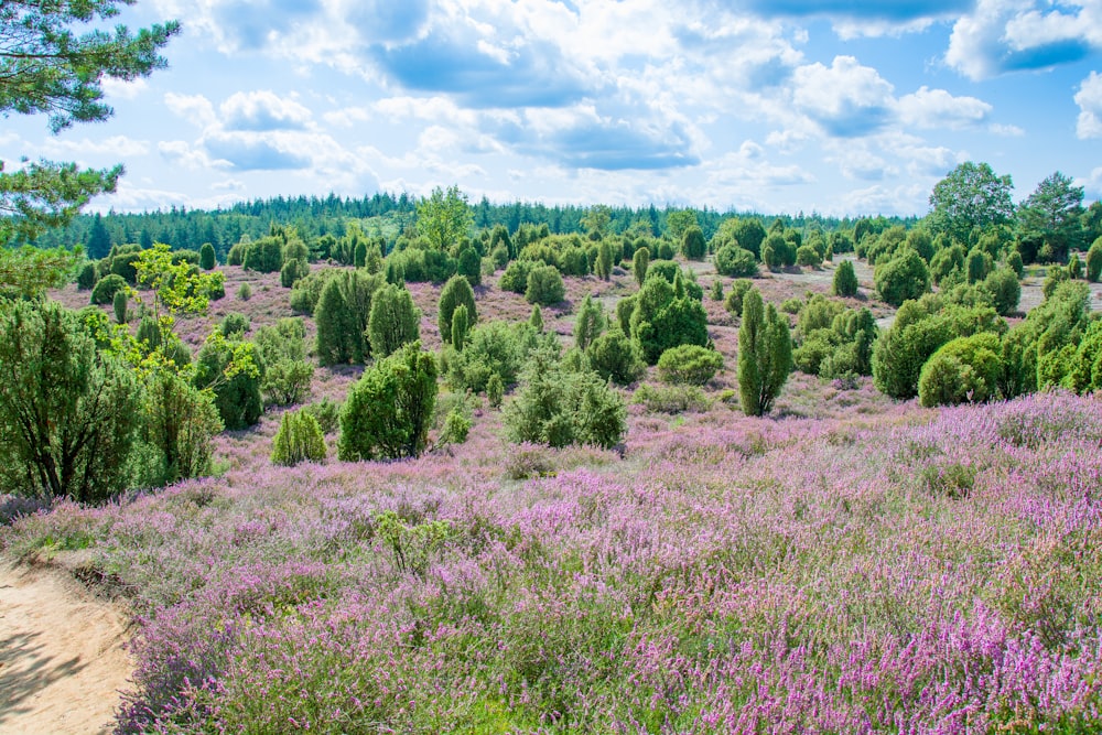 a field full of purple flowers and trees