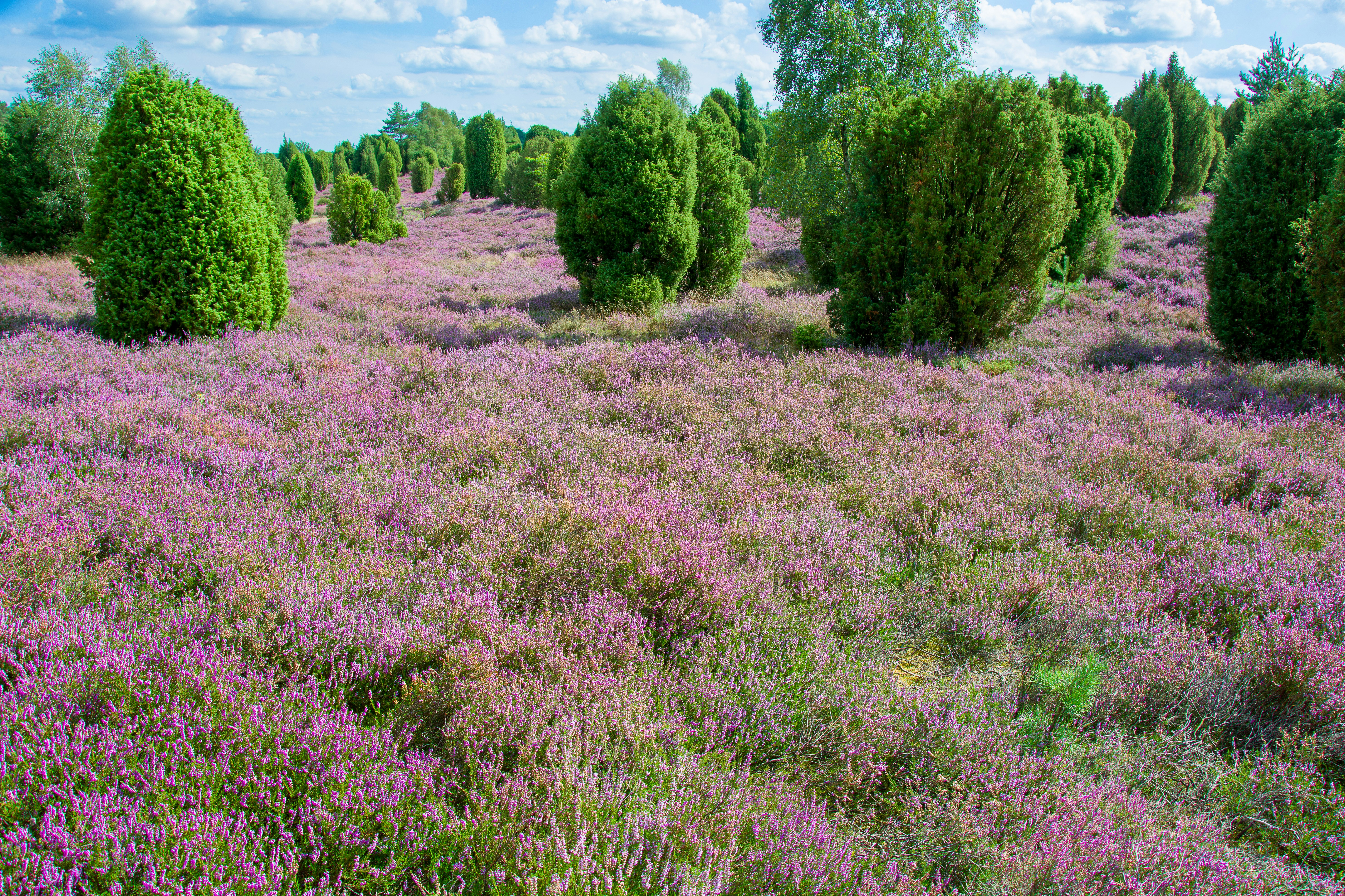 Photo by hanjo_amann