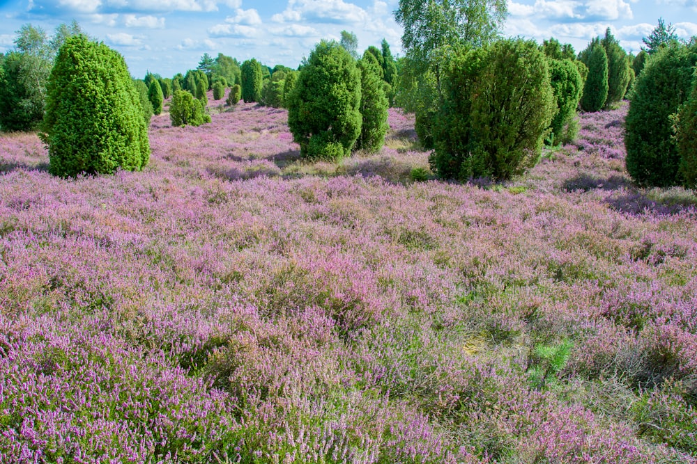 a field full of purple flowers and trees