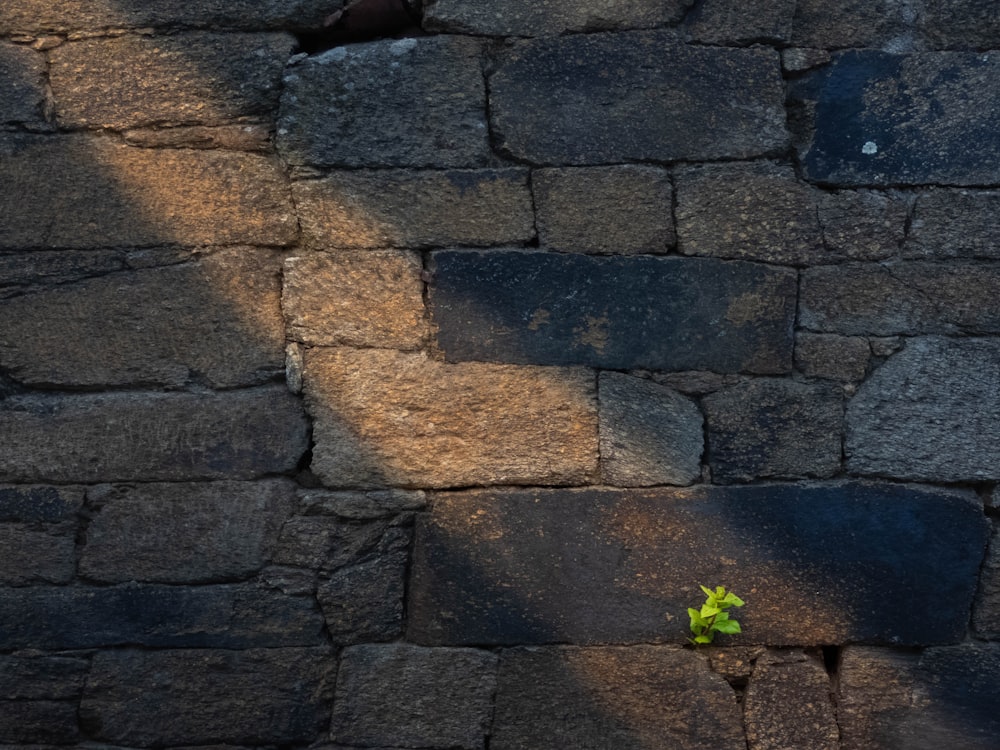 a small plant growing out of a crack in a stone wall
