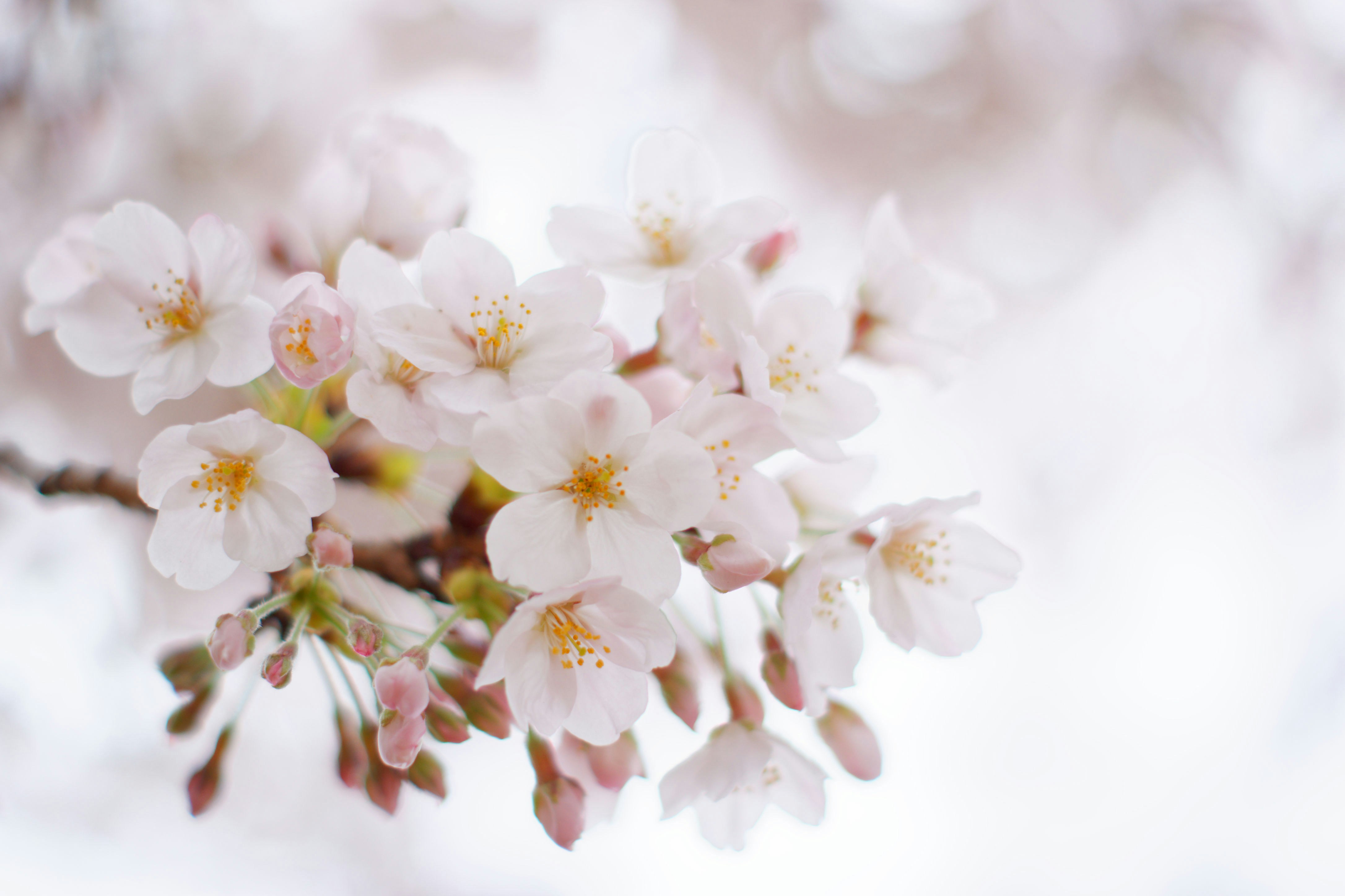 Photo by da_shika_photo