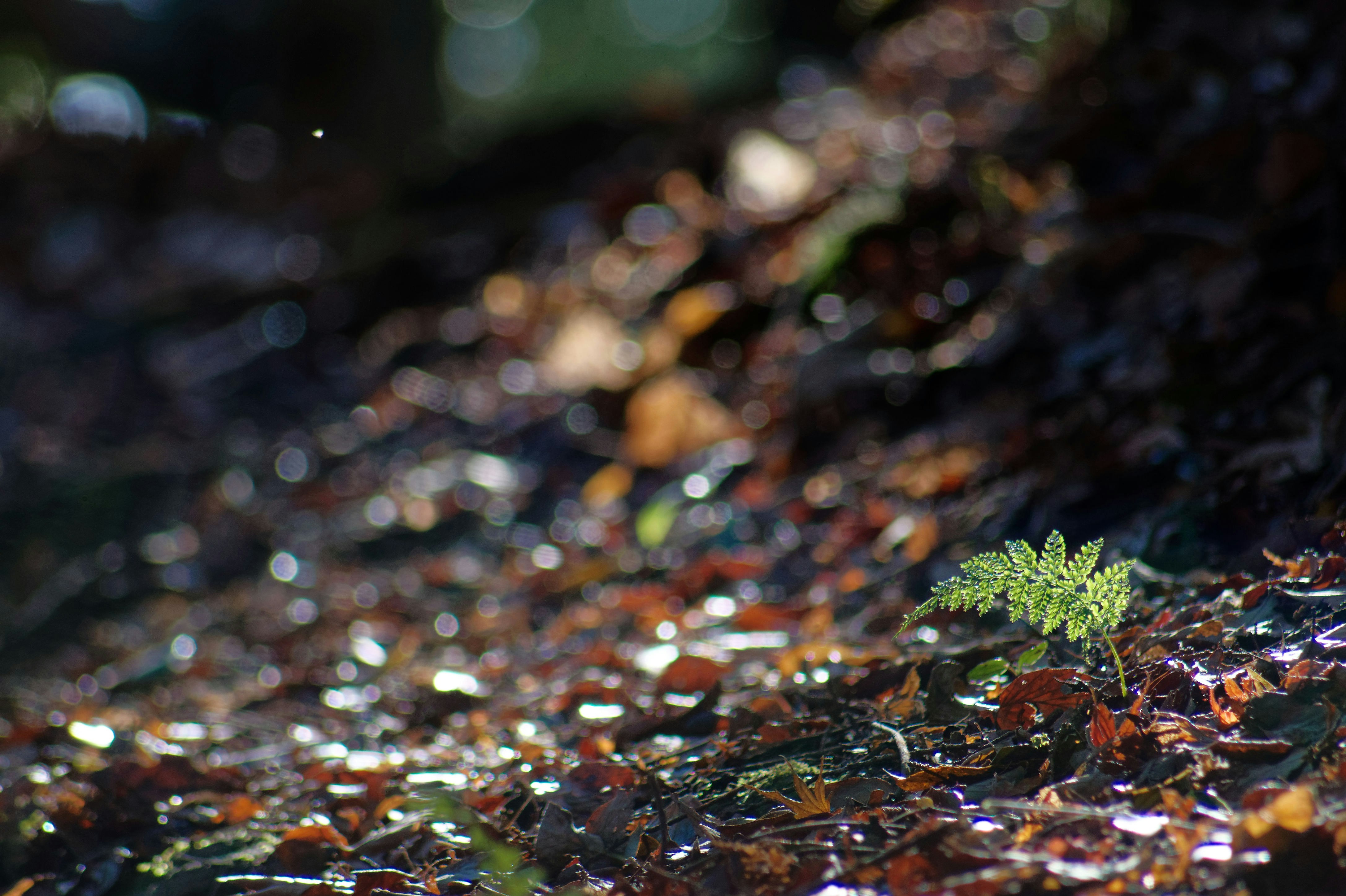 Photo by da_shika_photo