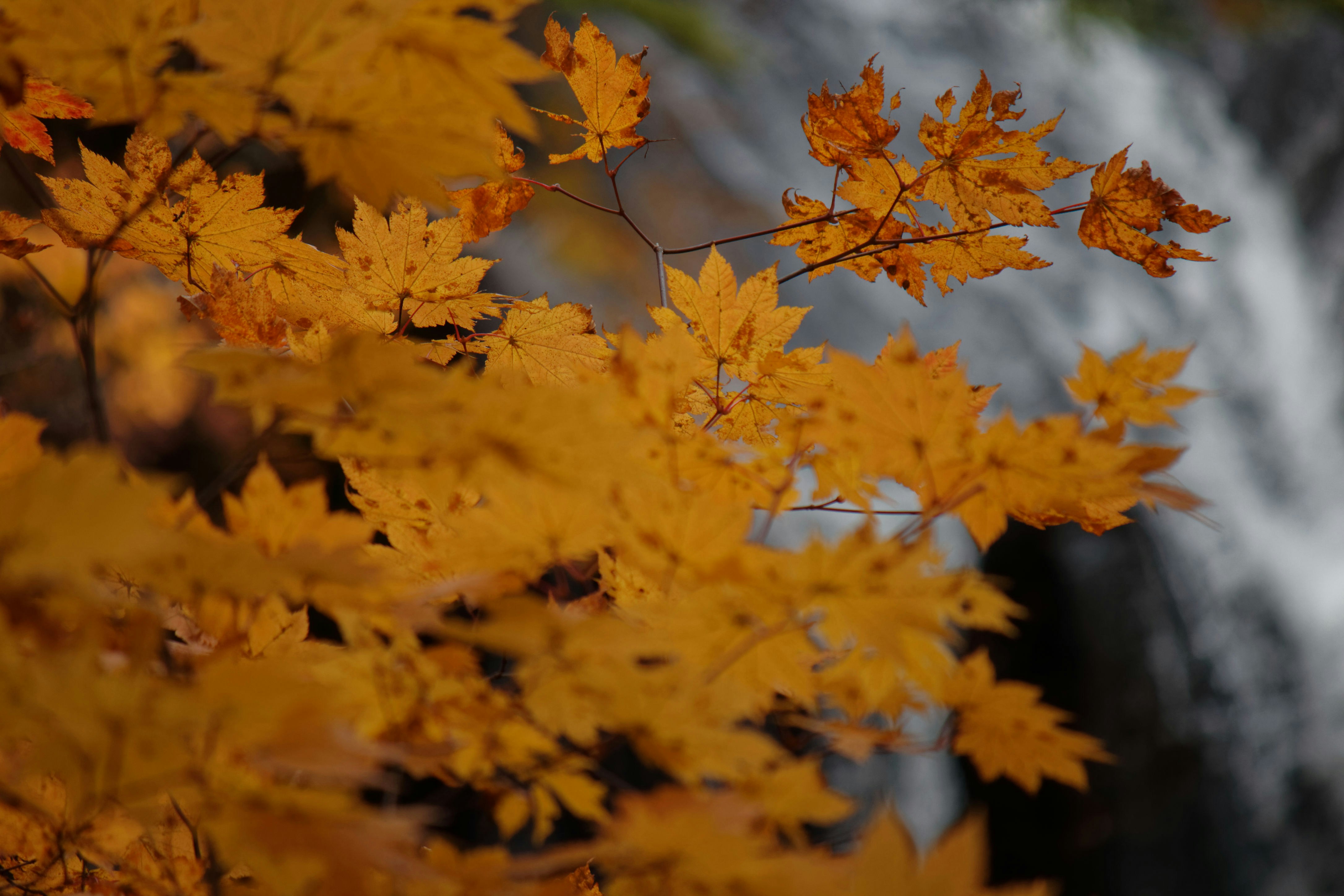 Photo by da_shika_photo