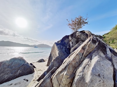 a tree growing out of a rock on a beach