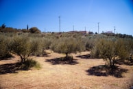 Rows of olive trees stretching across the Tunisian countryside under a clear blue sky.