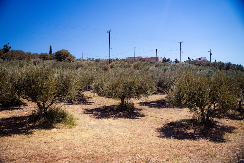 a field of trees and bushes with power lines in the background