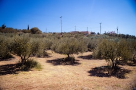 A landscape filled with rows of olive trees under a clear blue sky. The ground is dry and sandy, with telephone poles and wires running across the background. Some structures are visible on the horizon, blending with the natural environment.