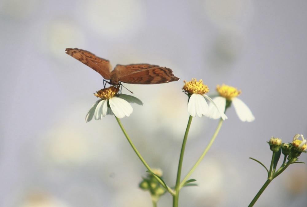 un papillon brun et blanc assis au sommet d’une fleur