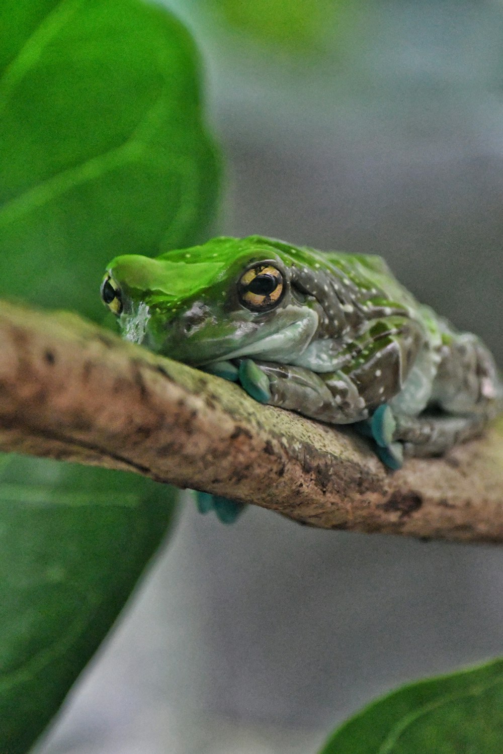 a green frog sitting on a branch in a tree