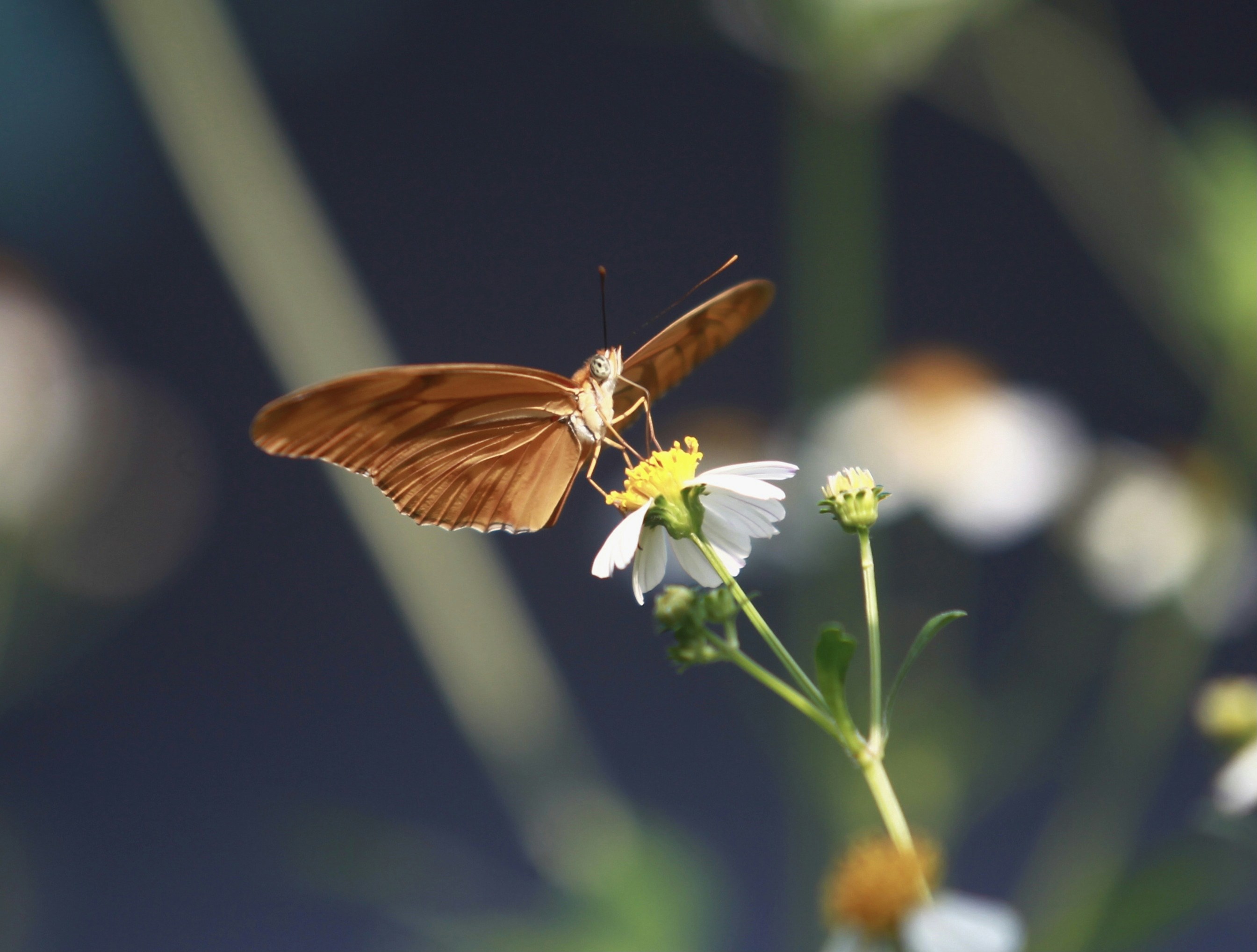 Photo by azlanhadiabubakar