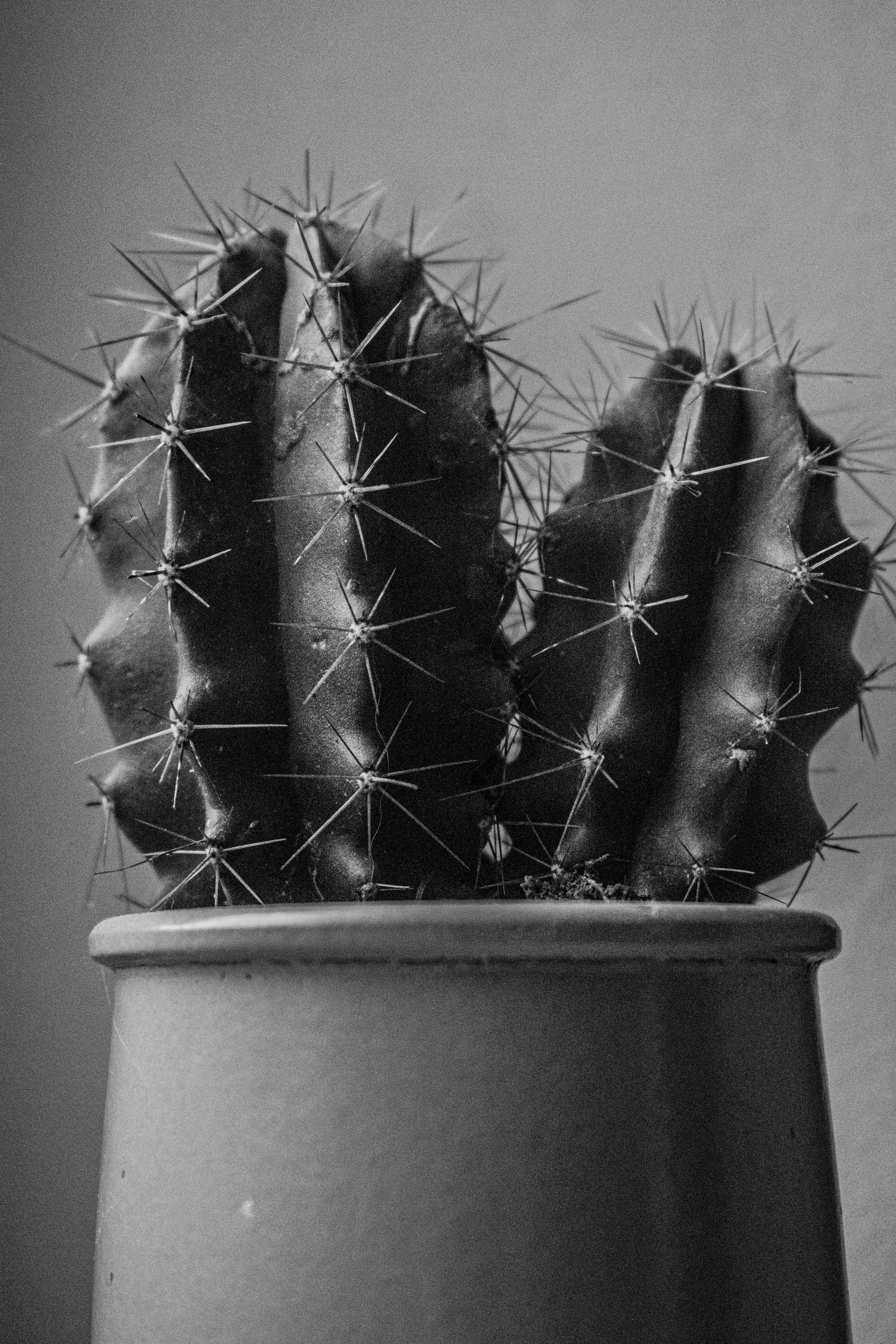 Ein Schwarz-Wei-Foto eines Kaktus Foto  Kostenloses Bild zum Thema  Pflanze auf Unsplash