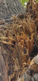 Image depicting the treatment process for wood rot.