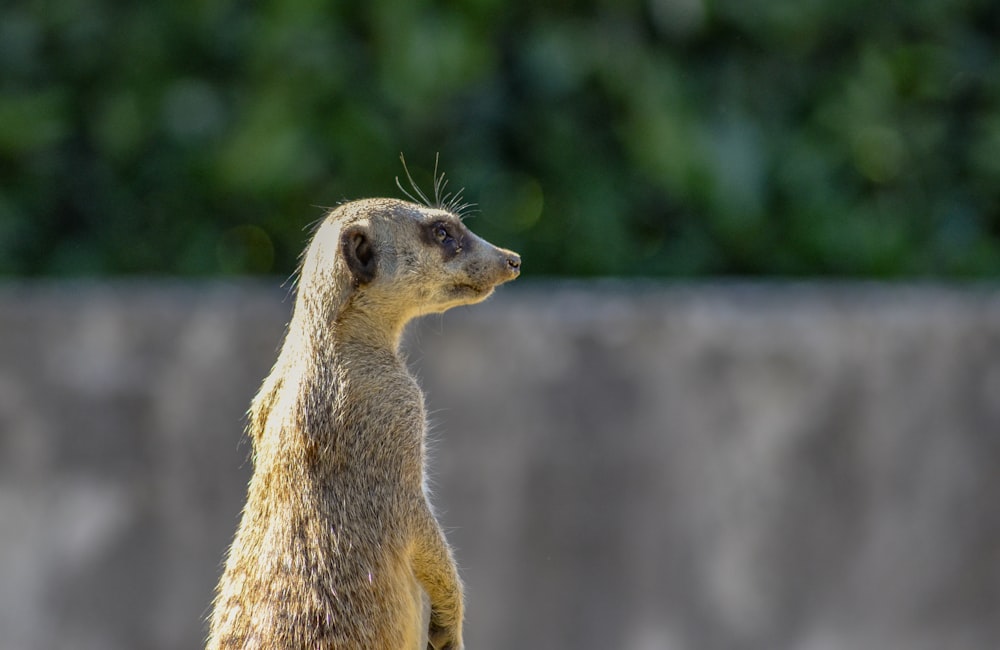 a meerkat standing in front of a concrete wall