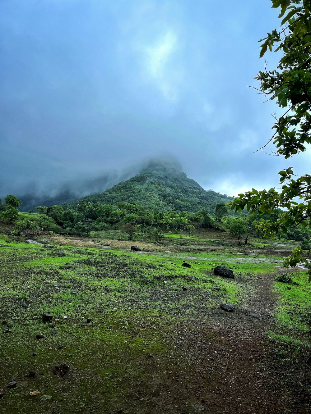 a grassy field with a mountain in the background