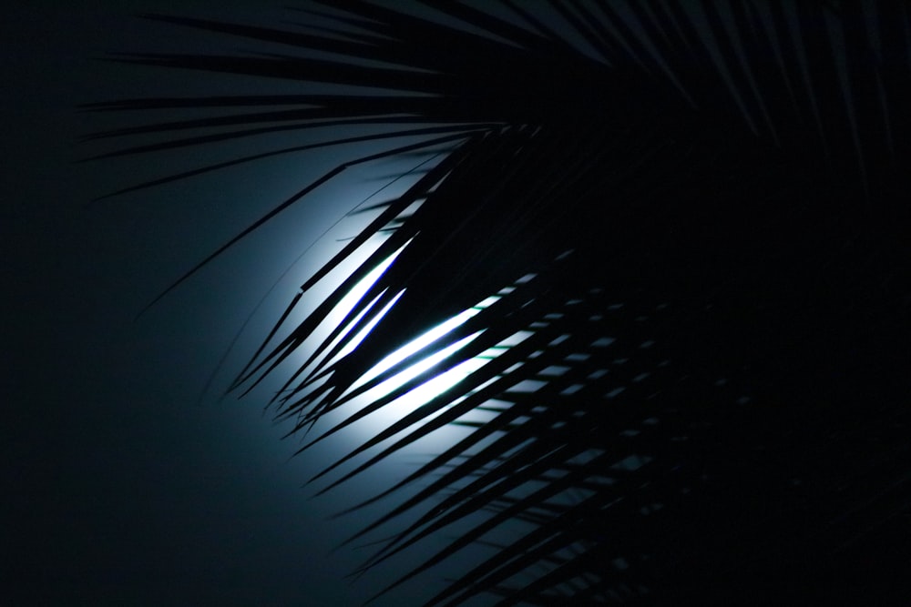 uma palmeira com a lua no fundo