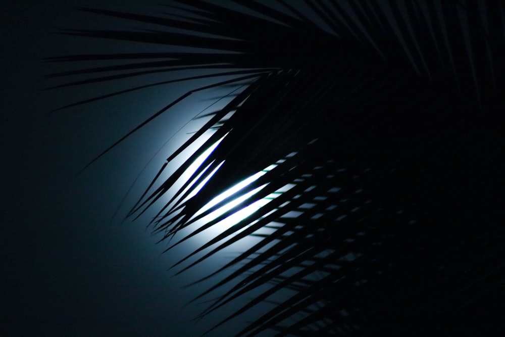 Una palmera con la luna al fondo