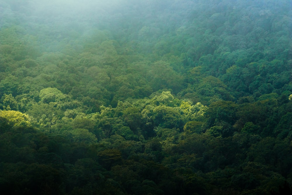 a view of a green forest from above