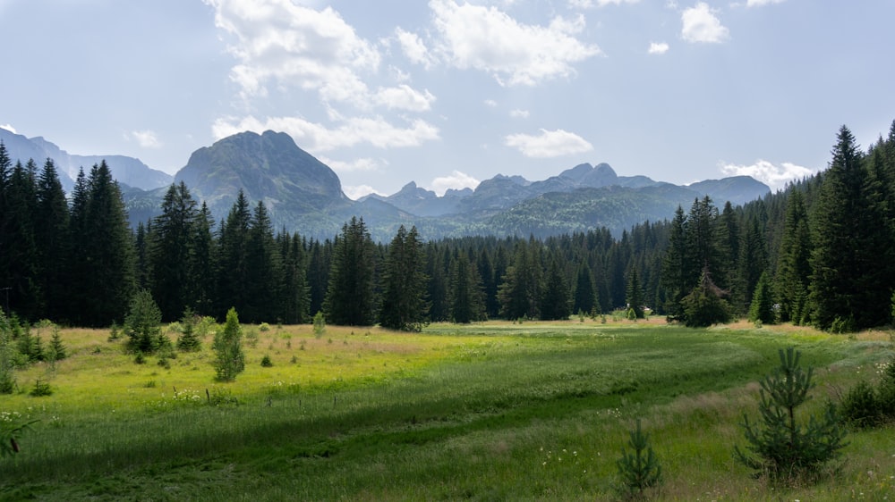 a grassy field with trees and mountains in the background