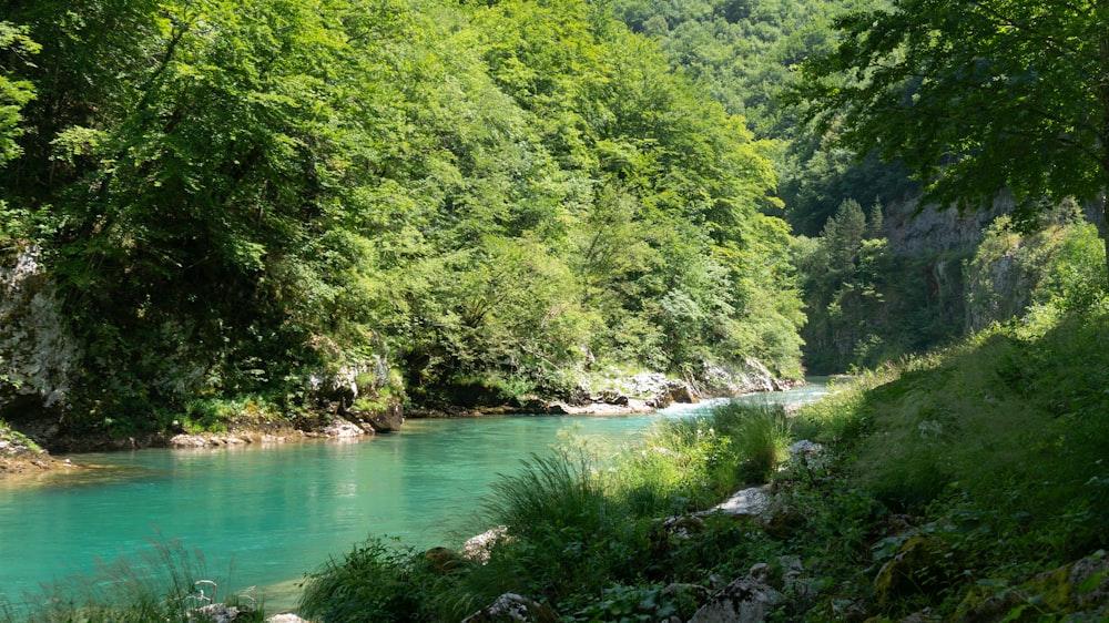 a river running through a lush green forest