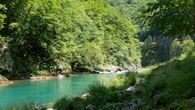 A serene river flows gently through a lush green forest, surrounded by dense trees and foliage. Sunlight filters through the canopy, creating dappled patterns on the water's surface. The vibrant greenery offers a rich contrast to the turquoise color of the river, evoking a sense of tranquility and natural beauty.