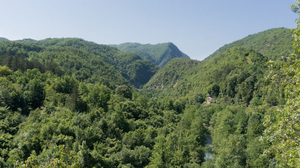 a forest filled with lots of green trees