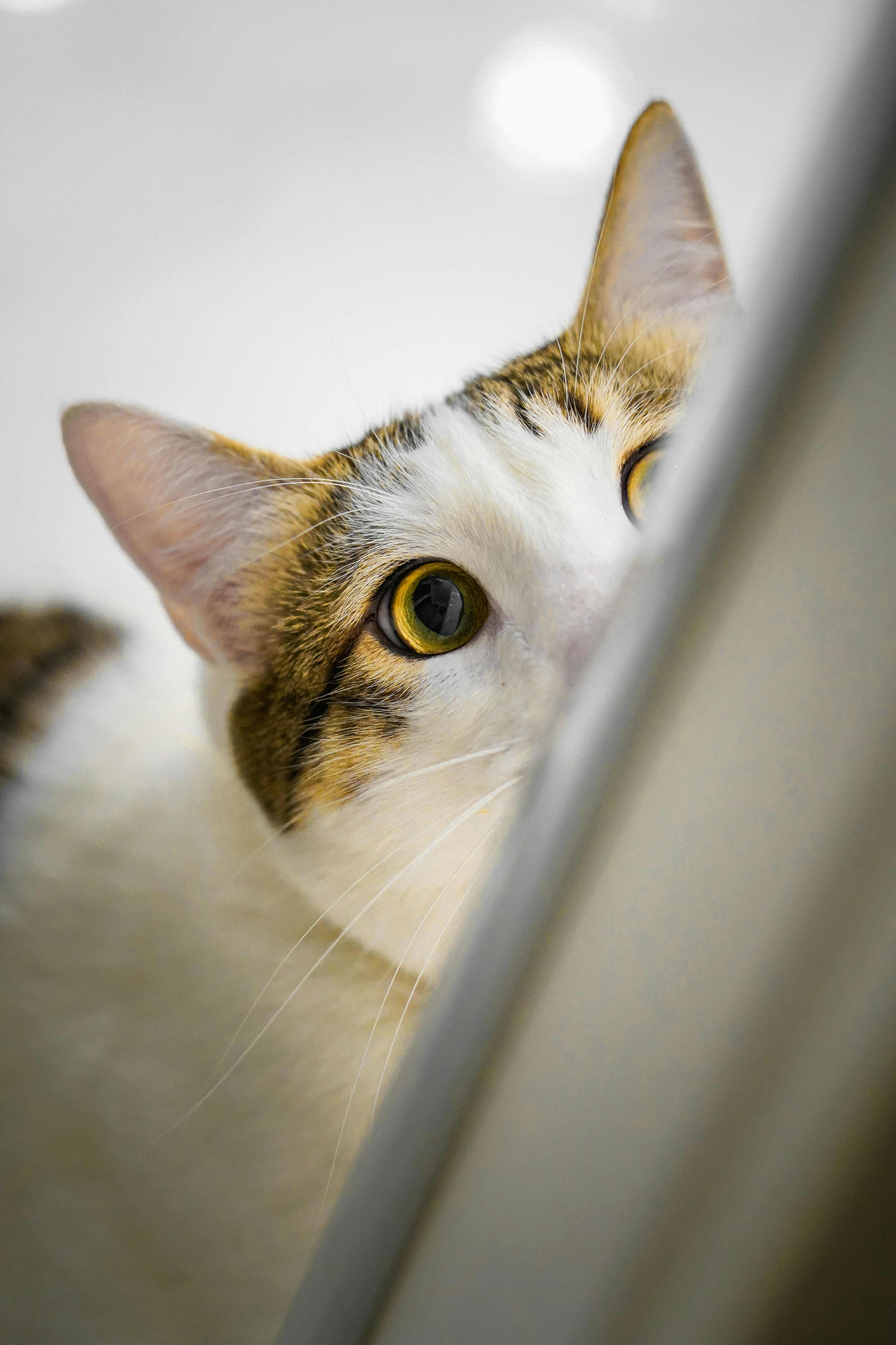 Photo by kiarash_mansouri