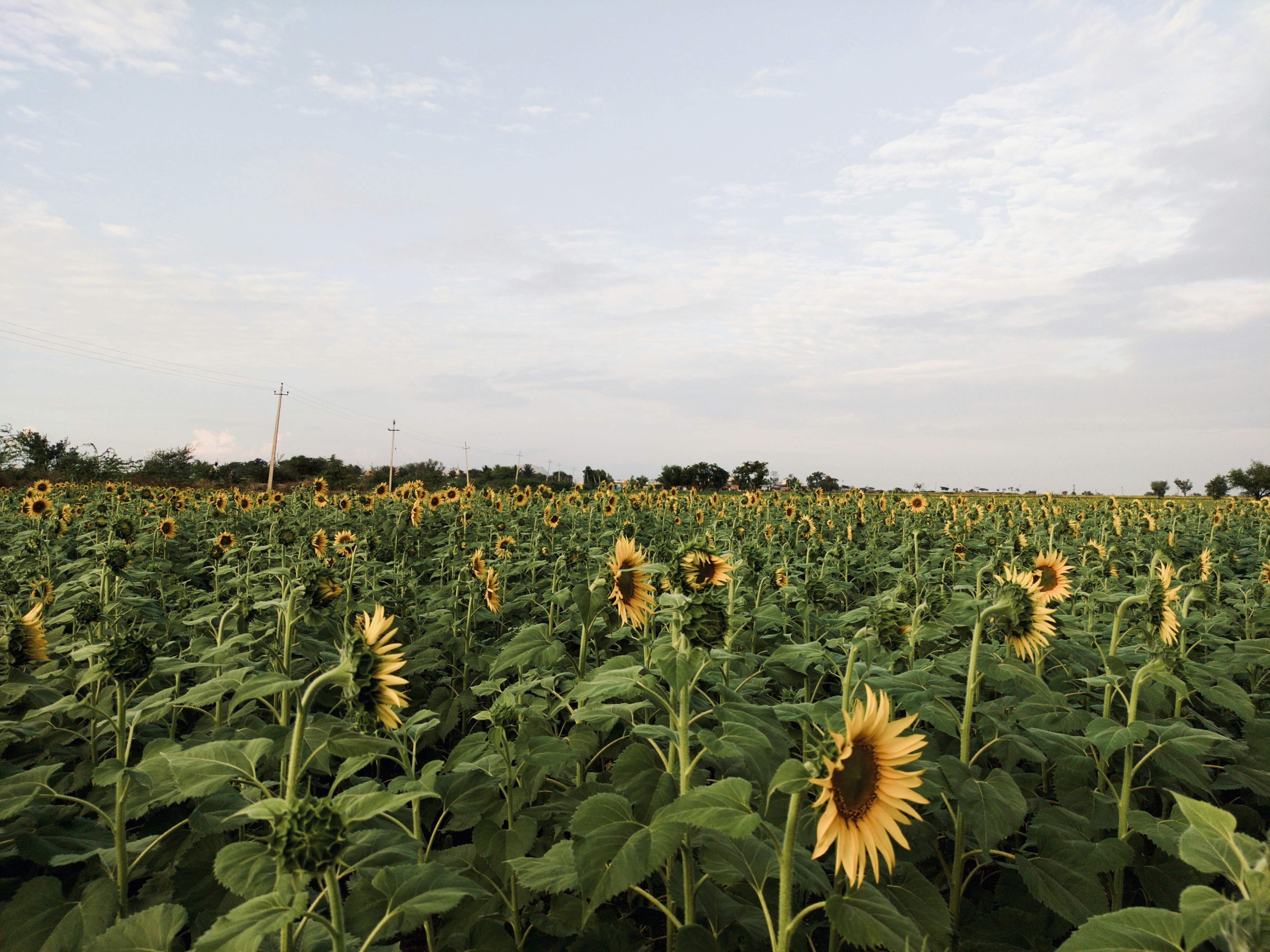 Photo by vishwasnavadak