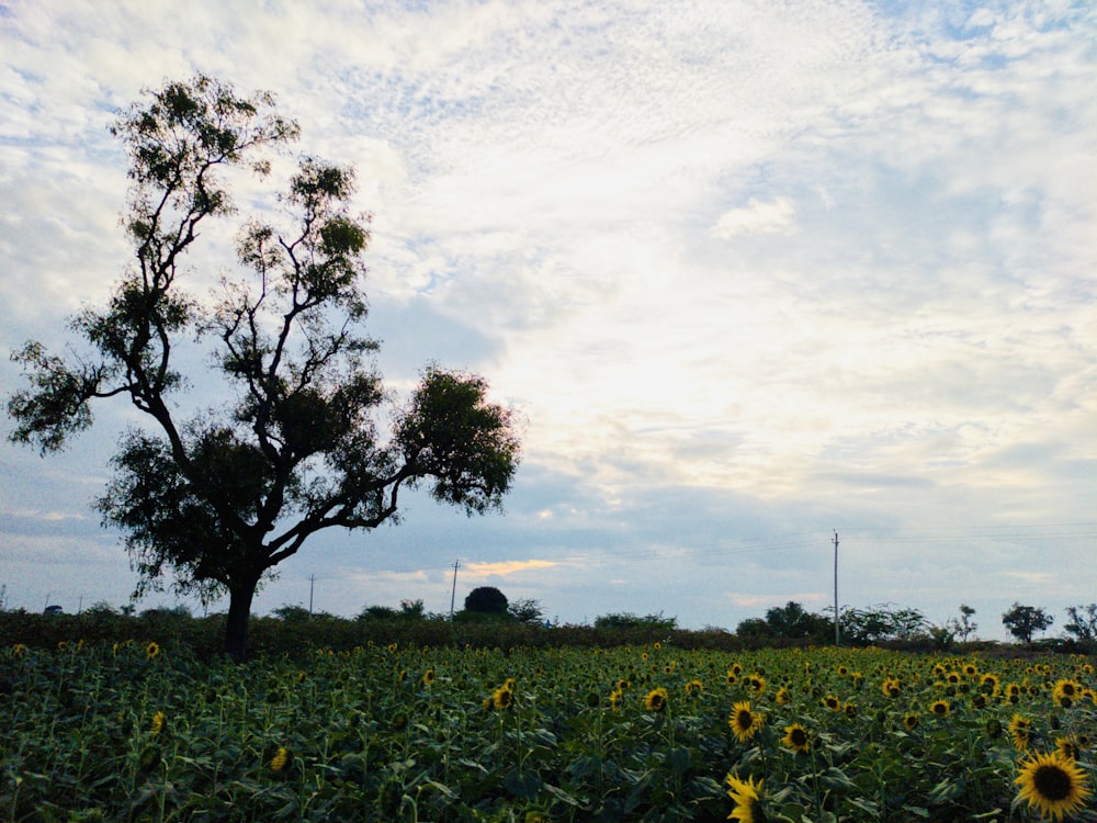 Un champ de tournesols sous un ciel nuageux