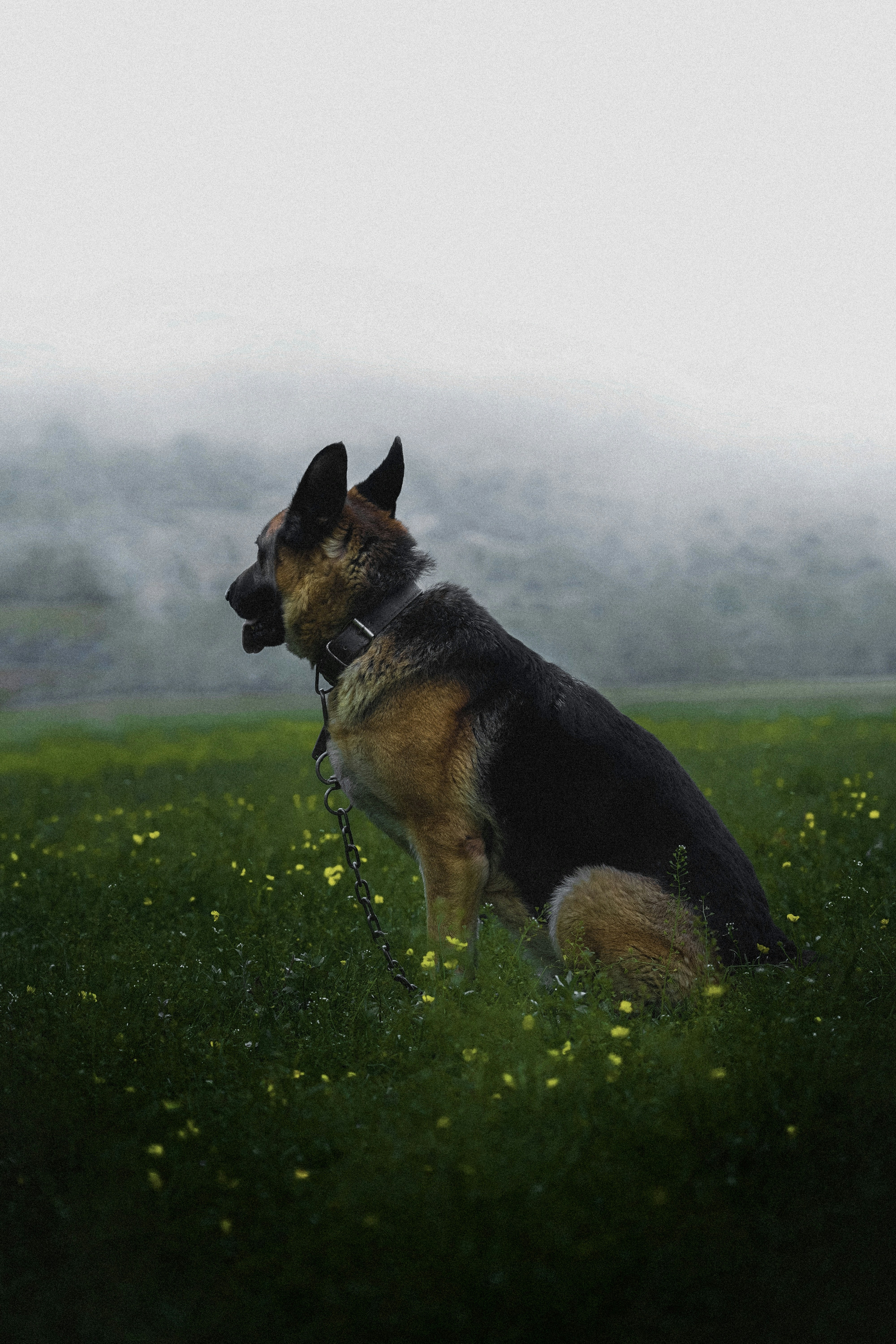 A dog sitting in a field of grass photo – Free Animal Image on Unsplash