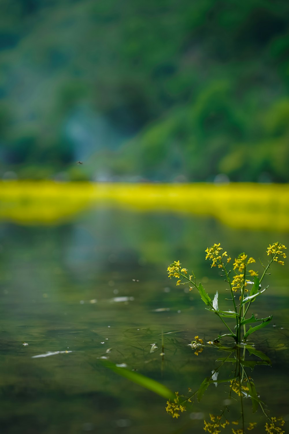 a small yellow flower sitting in the middle of a body of water