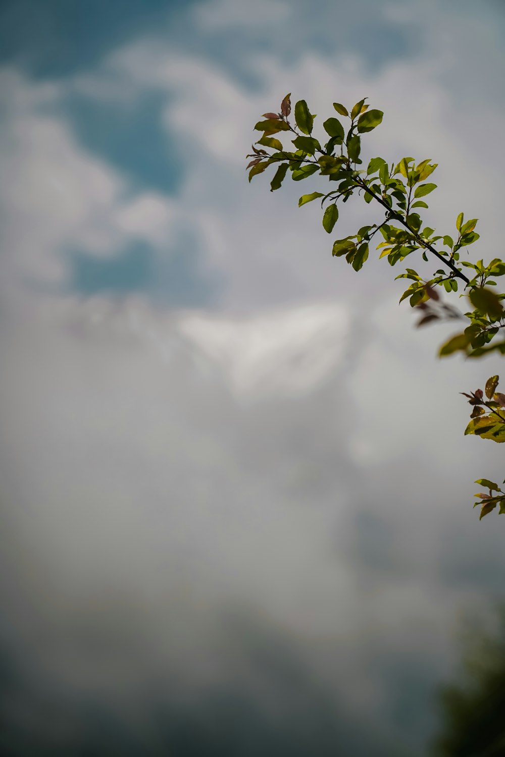 a tree branch with green leaves in front of a cloudy sky