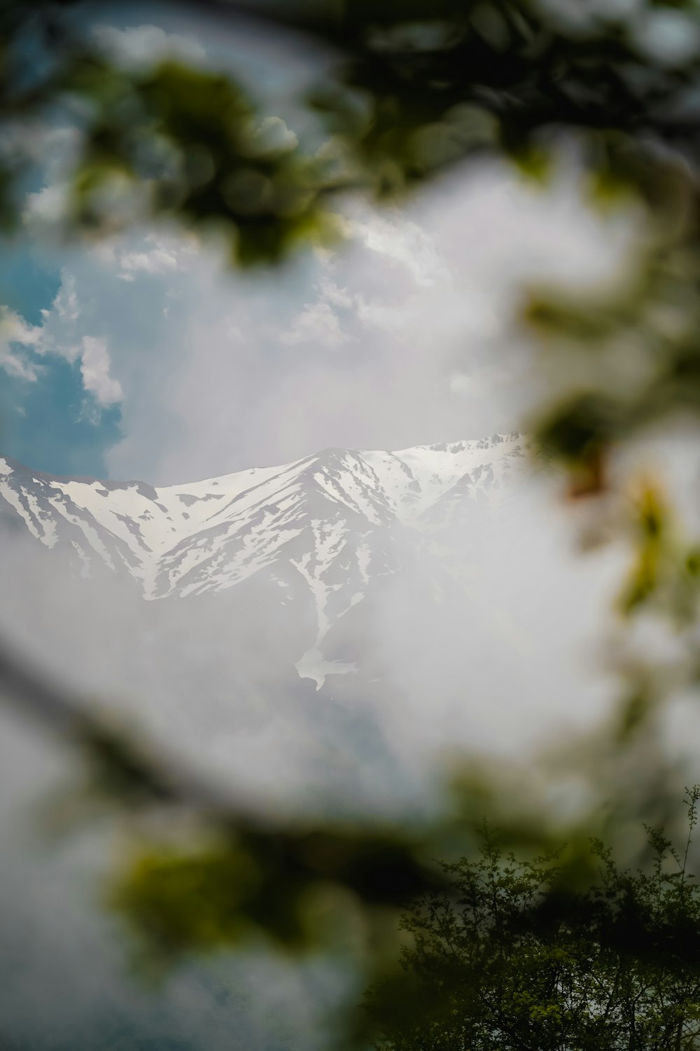 a view of a snow covered mountain through the branches of a tree