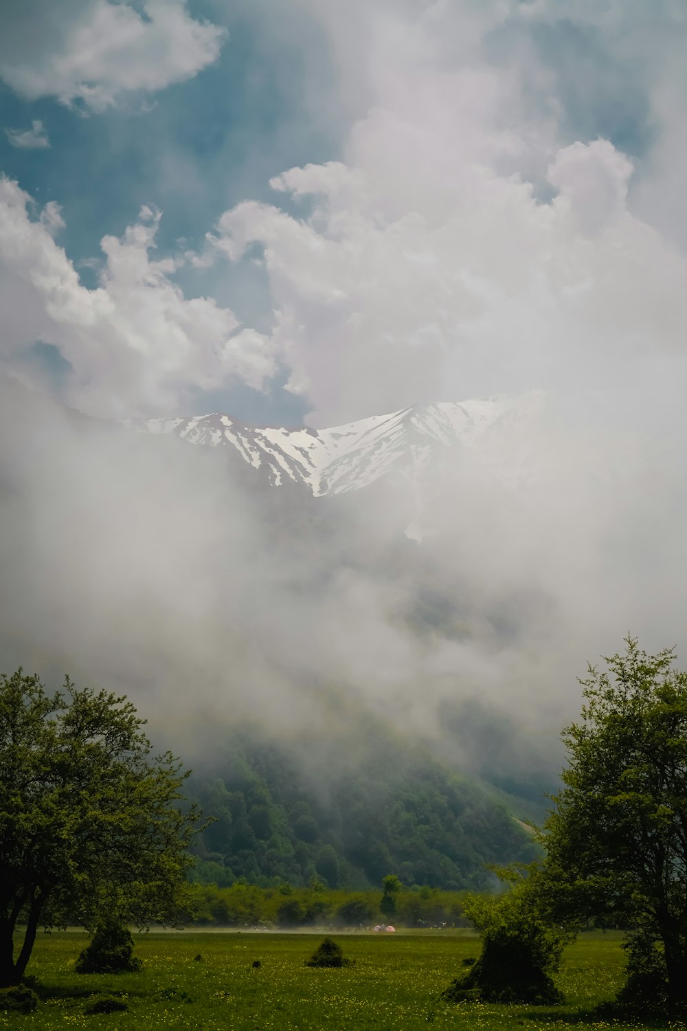 a field with trees and mountains in the background