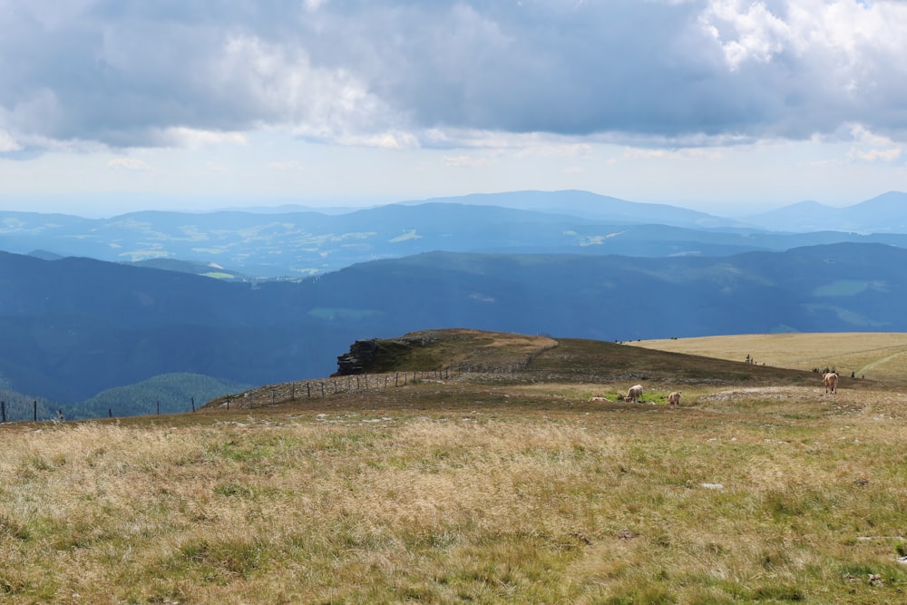 a grassy field with a mountain range in the background