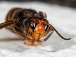 A close-up view of an insect with a large orange and black head, prominent mandibles, antennae, and compound eyes. The body has a striped pattern, and the image is focused with high detail on the insect's facial features.