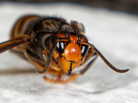 A close-up view of an insect with a large orange and black head, prominent mandibles, antennae, and compound eyes. The body has a striped pattern, and the image is focused with high detail on the insect's facial features.