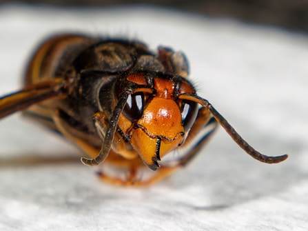 A close-up view of an insect with a large orange and black head, prominent mandibles, antennae, and compound eyes. The body has a striped pattern, and the image is focused with high detail on the insect's facial features.