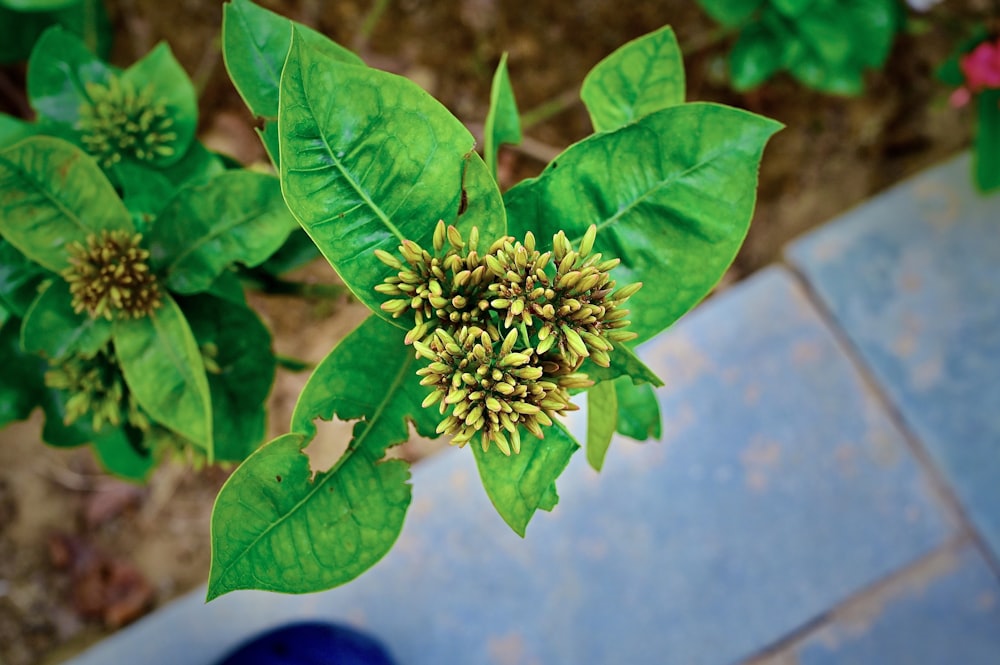 a close up of a plant with green leaves