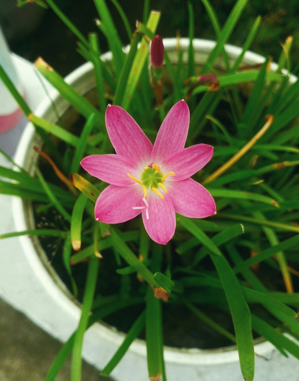 a pink flower is in a white pot