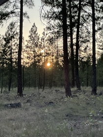 Sunset casting golden hues over a rugged trail winding through towering pine trees.