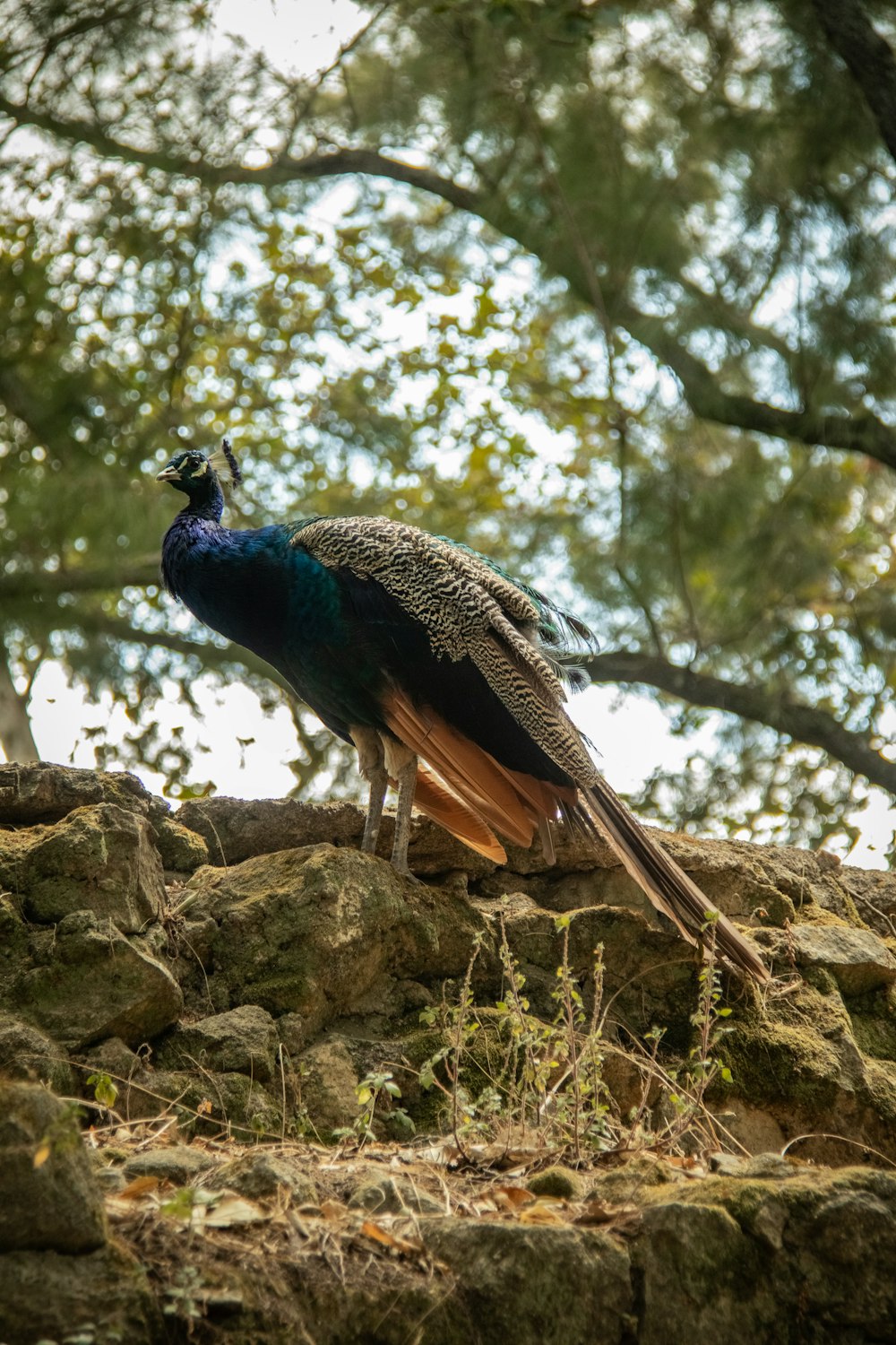 a peacock standing on top of a pile of rocks