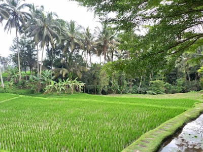 A lush green rice paddy field is bordered by tall coconut trees and dense tropical vegetation in the background. The sky is partially visible, slightly overcast, and adds a serene ambiance to the vibrant landscape. The neatly arranged rows of rice plants create a pattern across the field, with a narrow water channel running along the edge.