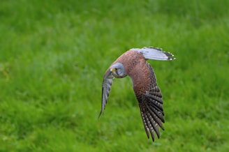 A focused hunting bird in mid-flight, representing precision and tactical intelligence.