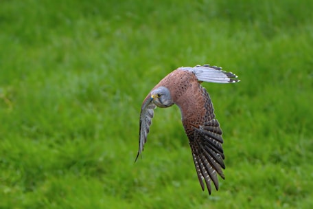 A focused hunting bird in mid-flight, representing precision and tactical intelligence.