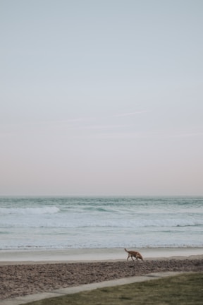 A scenic view of a beach with a pet enjoying the waves.