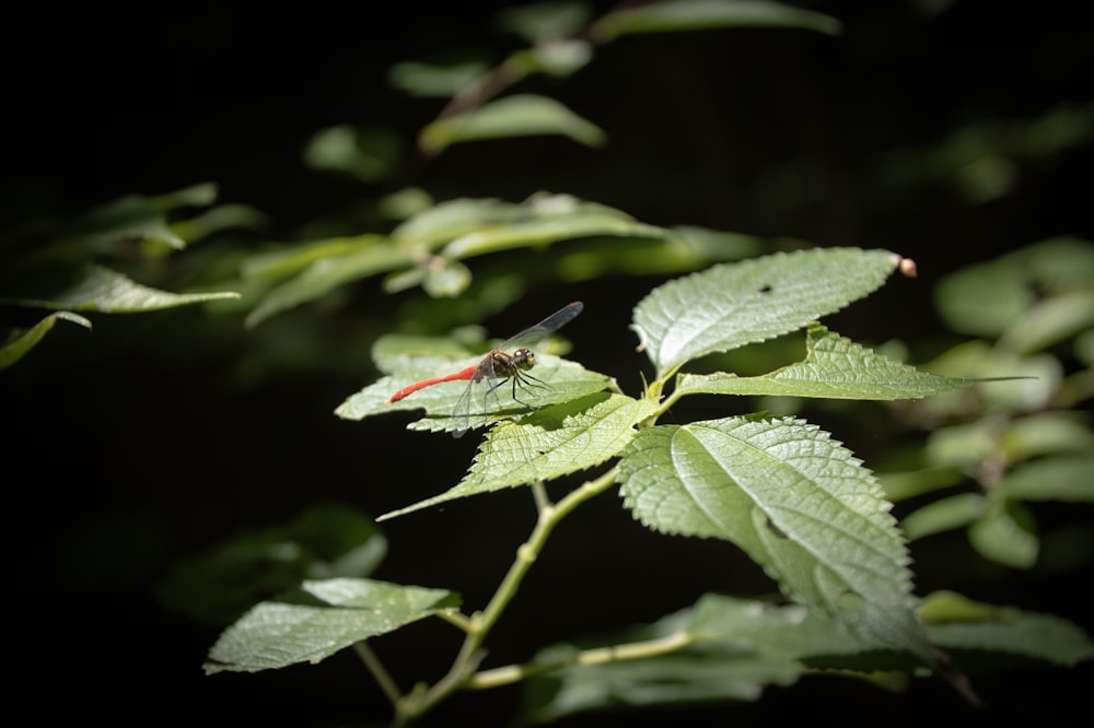 a red and black insect sitting on a green leaf