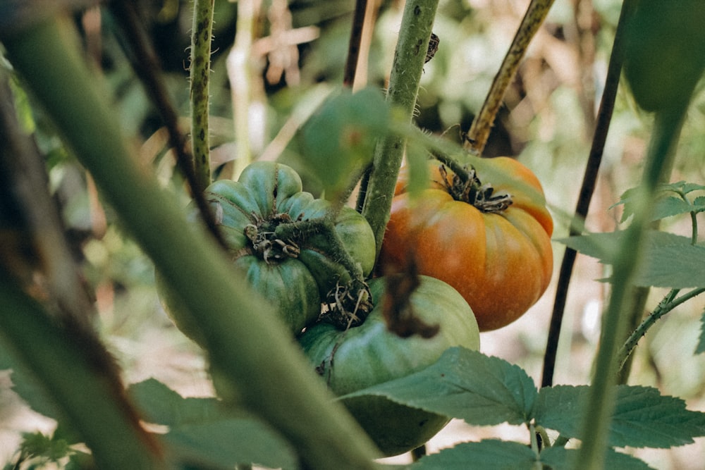 a couple of tomatoes that are on a plant