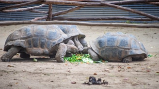 A group of volunteers feeding animals at the sanctuary.