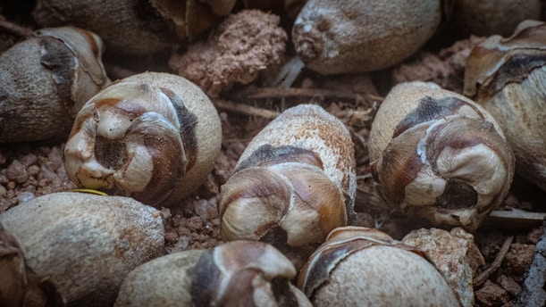 A group of dried, shriveled seed pods or nuts scattered on a rough, earthy surface. They have a textured appearance with a mix of brown and beige hues.
