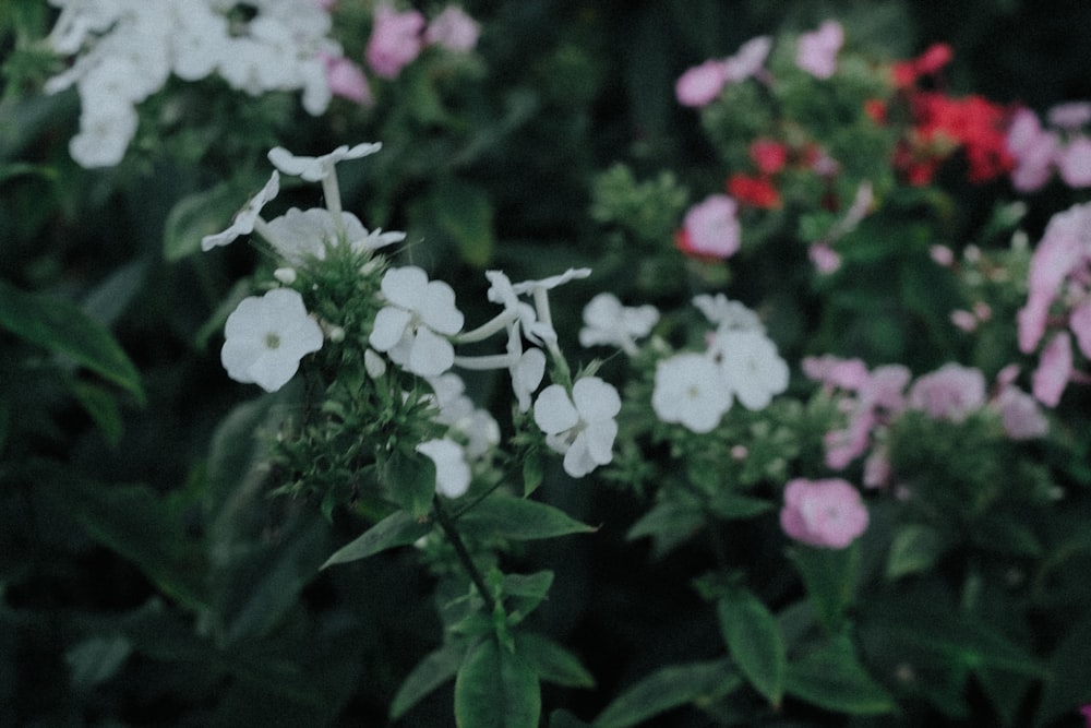 a bunch of white and pink flowers in a field